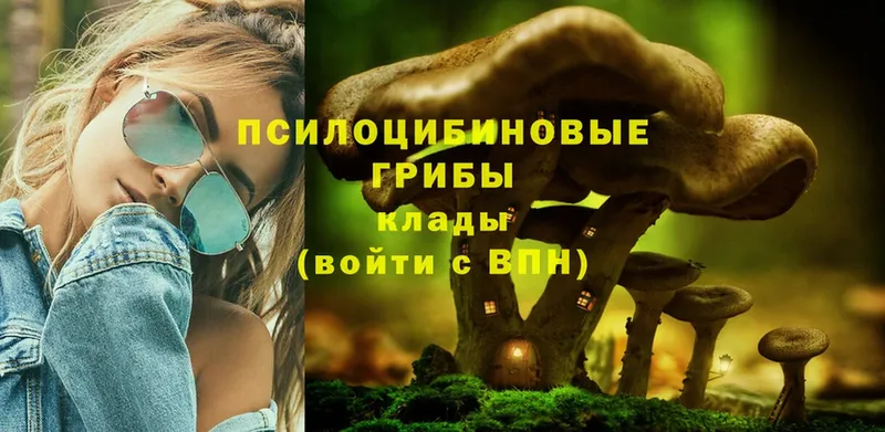 Галлюциногенные грибы Psilocybe  Райчихинск 